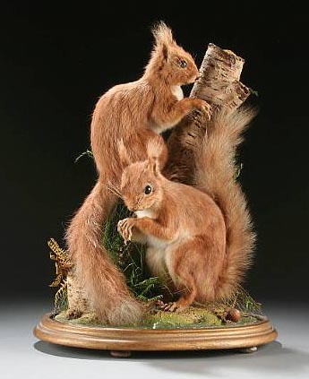 Red Squirrels 666 (Hutchings).jpg